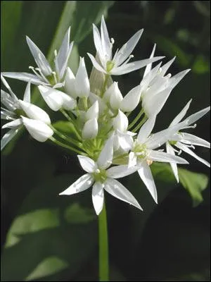 Comment est appele cette fleur ?