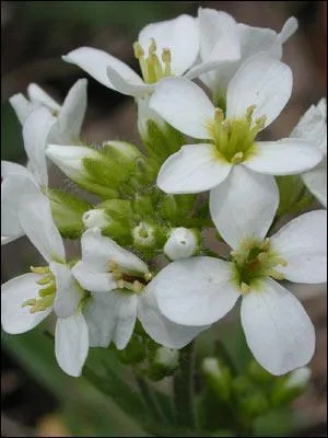 Quel est le nom de cette fleur ?