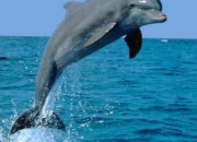 Quiz Les dauphins