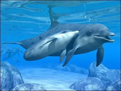 Quelle est l'esprance de vie moyenne d'un dauphin en libert ?