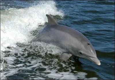 Comment est appel le front bomb du dauphin ?