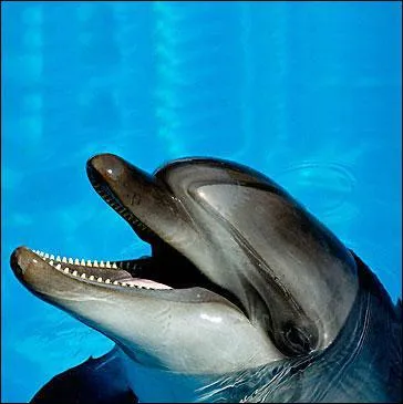 Comment s'appelait ce clbre dauphin, hros d'une srie tlvise de 1964 ?