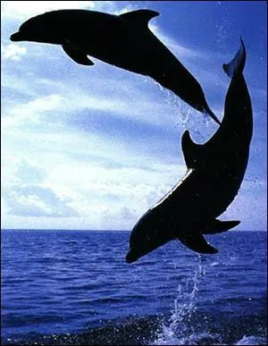 Le dauphin possde un sixime sens, quel est-il ?