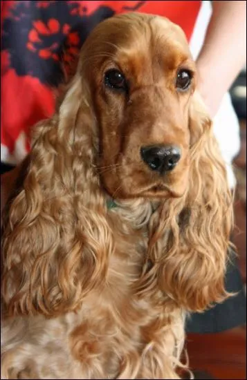 Choisir la bonne race