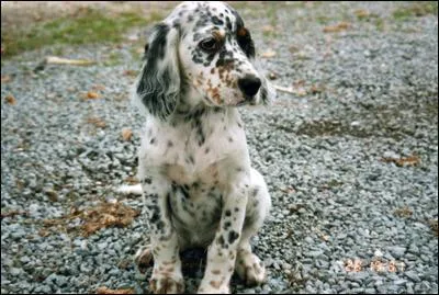 Choisir la bonne race