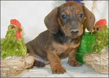 Choisir la bonne race