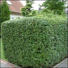 Comment nomme-t-on cet arbuste ?