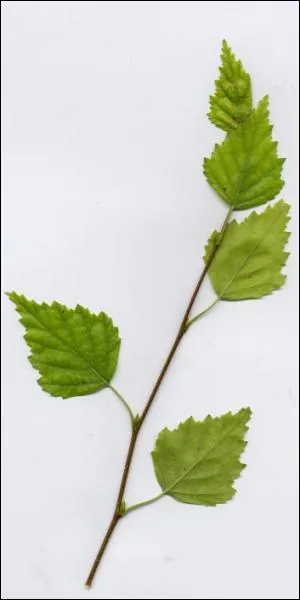 A quel arbre appartient cette feuille ?