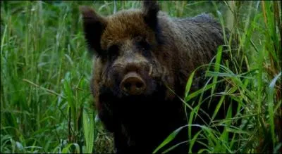 Episode 16, Le prix de la vengeance : aprs qui en a le sanglier ?