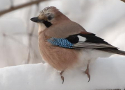 Quiz Les oiseaux de France