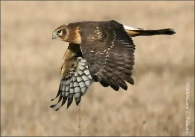 Quel est cet oiseau ?