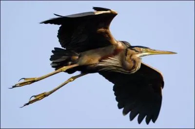 Quel est cet oiseau ?