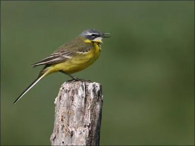 Quel est cet oiseau ?