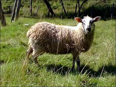 Combien de temps le mouton peut-il vivre ?