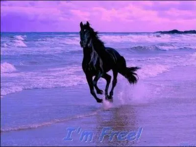 Jusqu' combien de litres peut boire le cheval par jour ?