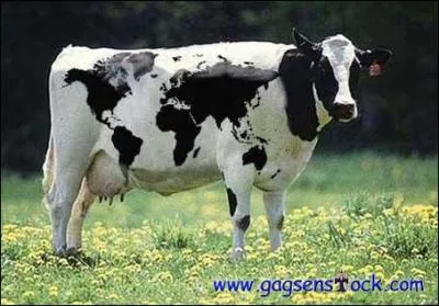 Comment s'appelle la maison de la vache ?