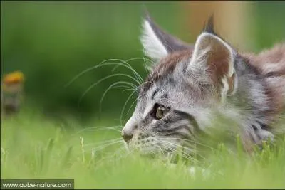 Dans la nature, un chat peut chasser par jour :