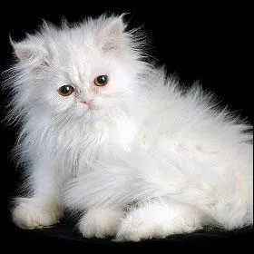 La porte record connue pour une chatte est de :