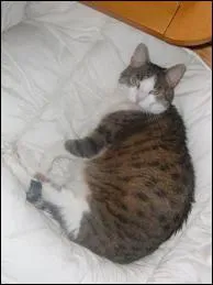 Le chien de berger peroit un signe de main de son matre se trouvant  :