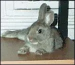 Quel animal de compagnie est herbivore ?