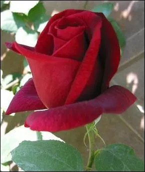 Quel pays la rose symbolise-t-elle ?