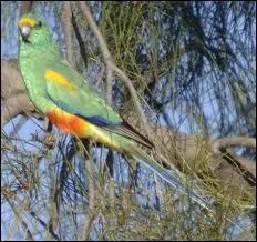 La perruche multicolore :