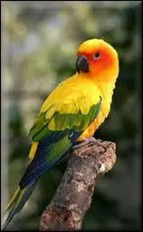 La conure Soleil :