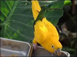 La perruche Guarouba :