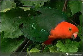 La perruche Royale :