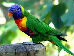 Le Loriquet de Swainson :