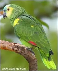 L'Amazone  front bleu :