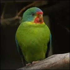 La perruche de Latham :