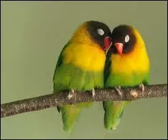 Agapornis personnata :