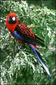 La perruche de Pennant :