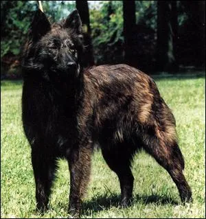 Quelle est cette race ?