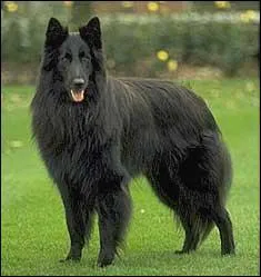 Quelle est cette race ?