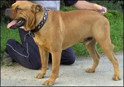 Quelle est cette race ?