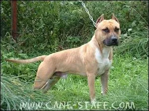 Quelle est cette race ?