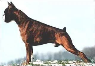 Quelle est cette race ?