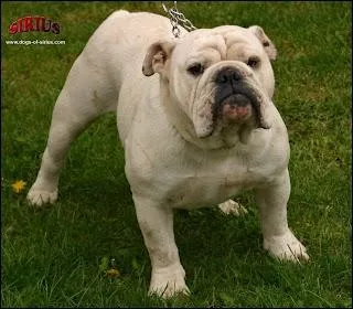 Quelle est cette race ?