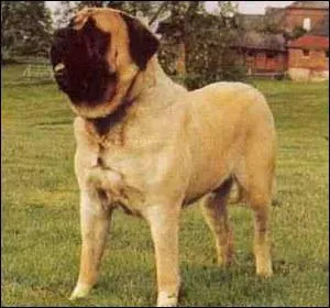 Quelle est cette race ?