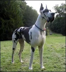 Quelle est cette race ?