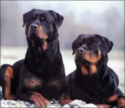 Quelle est cette race ?