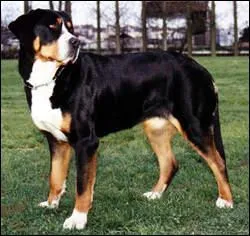 Quelle est cette race ?