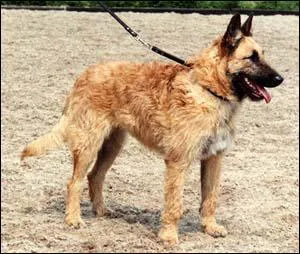 Quelle est cette race ?