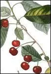 Quelle est cette variet de cerise, homonyme de malchance ?