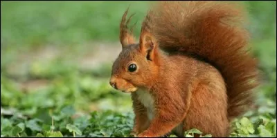 Cet animal adore manger des noisettes, c'est :