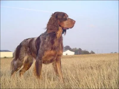 Quelle est cette race ?