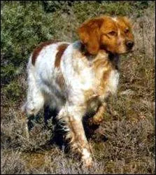 Quelle est cette race ?