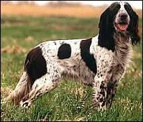 Quelle est cette race ?